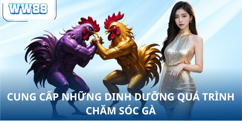 Cung cấp những dinh dưỡng quá trình chăm sóc gà