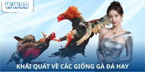 Khái quát về các giống gà đá hay