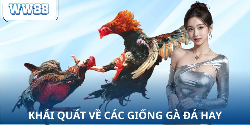 Khái quát về các giống gà đá hay