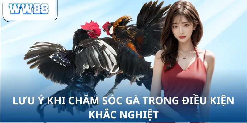 Lưu ý khi chăm sóc gà trong điều kiện khắc nghiệt