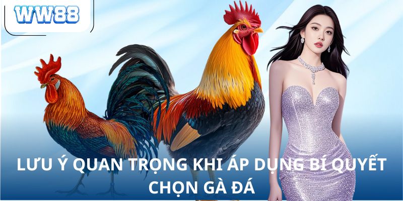 Lưu ý quan trọng khi áp dụng bí quyết chọn gà đá