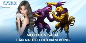 Mẹo chọn gà đá cần người chơi nắm vững