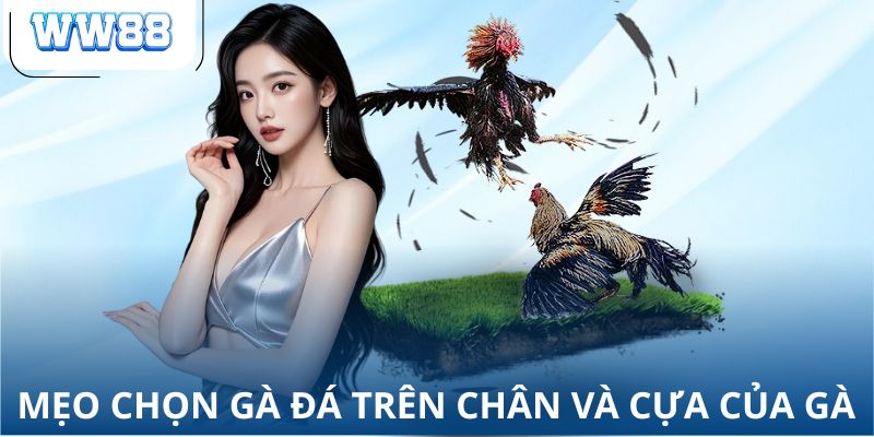 Mẹo chọn gà đá trên chân và cựa của gà