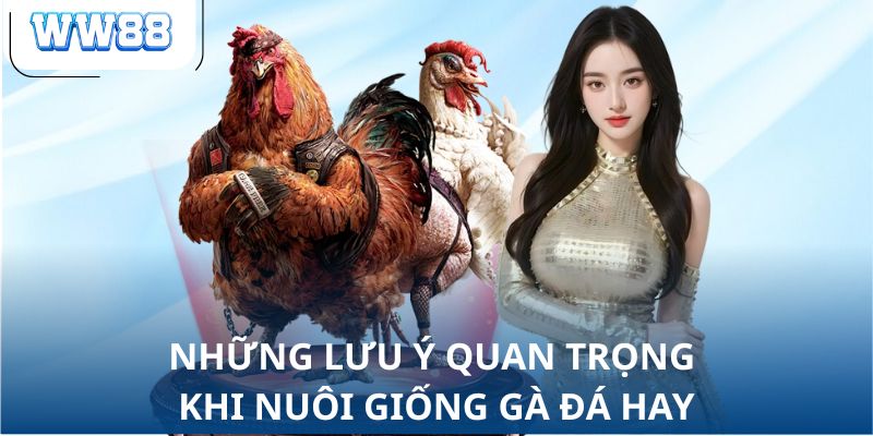 Những lưu ý quan trọng khi nuôi giống gà đá hay