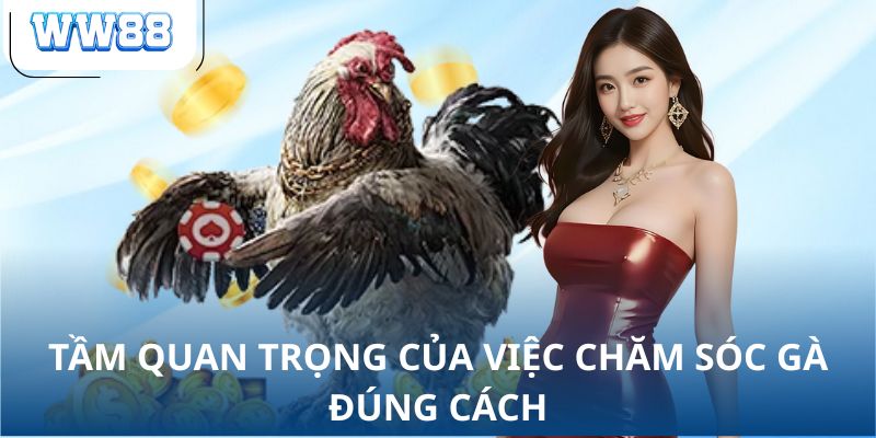 Tầm quan trọng của việc chăm sóc gà đúng cách